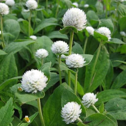 Gomphrena Seeds – Higro White