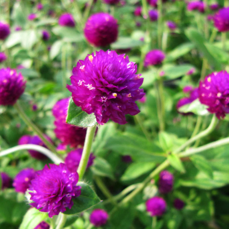 Gomphrena Seeds – Purple Globe Amaranth
