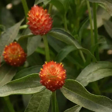 Gomphrena Seeds - All In One For Home Gardens