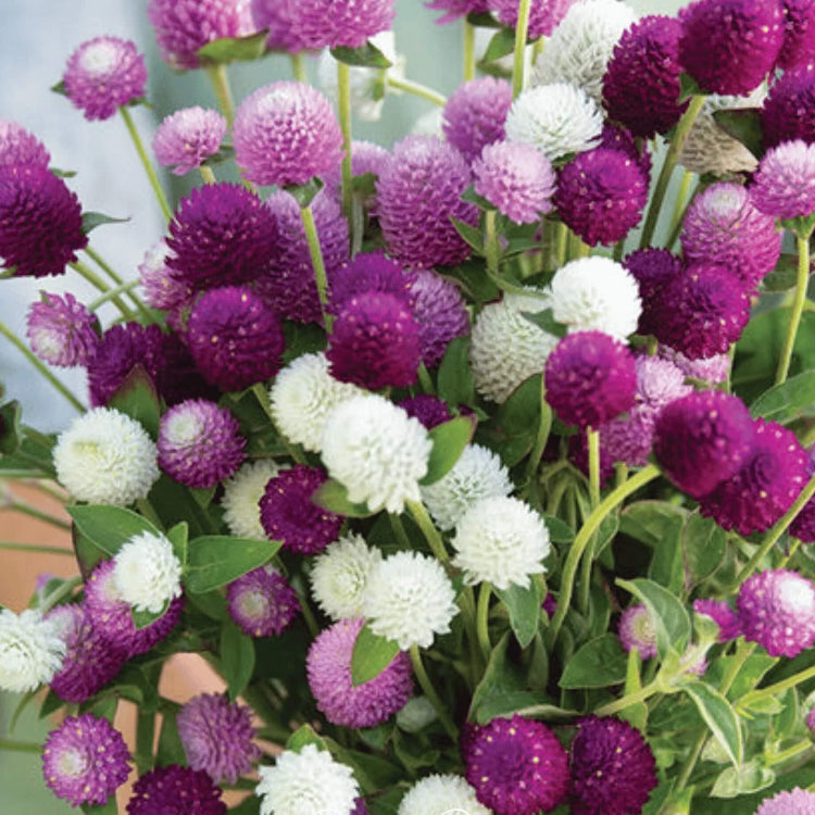 Gomphrena Seeds – Globosa Mixed