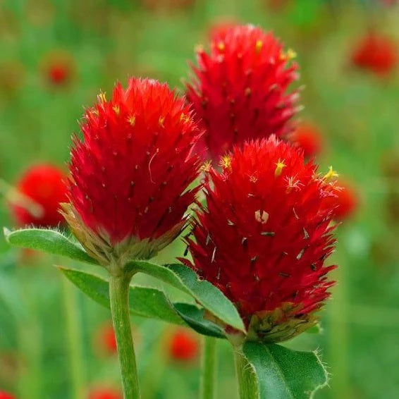 Gomphrena Seeds – Higro Rose