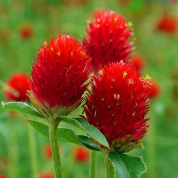 Gomphrena Seeds – Higro Rose