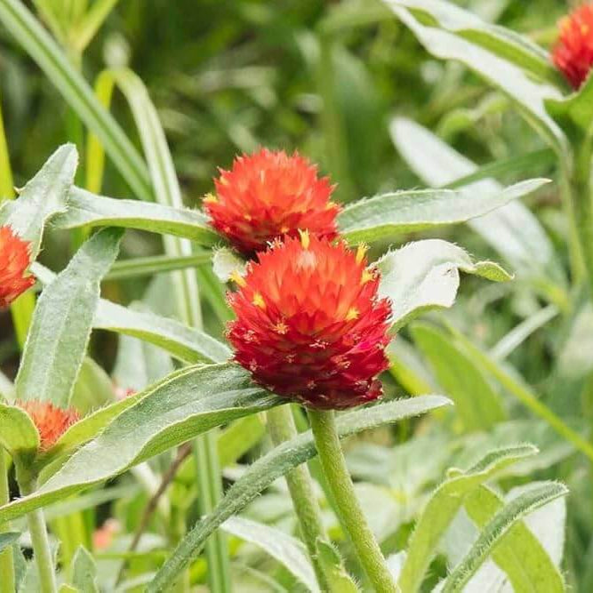 Gomphrena Seeds – Higro Rose