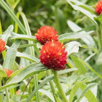 Gomphrena Seeds – Higro Rose