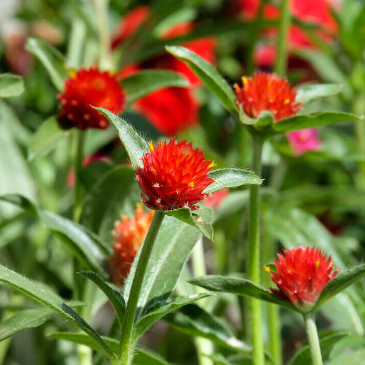 Gomphrena Seeds – Higro Rose