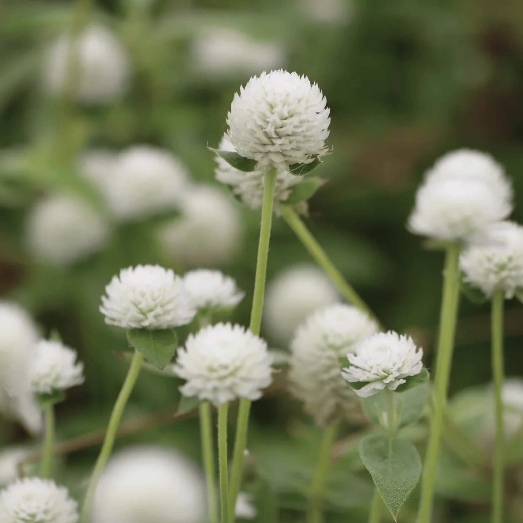Gomphrena Seeds – Higro White