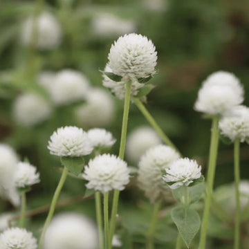 Gomphrena Seeds – Higro White