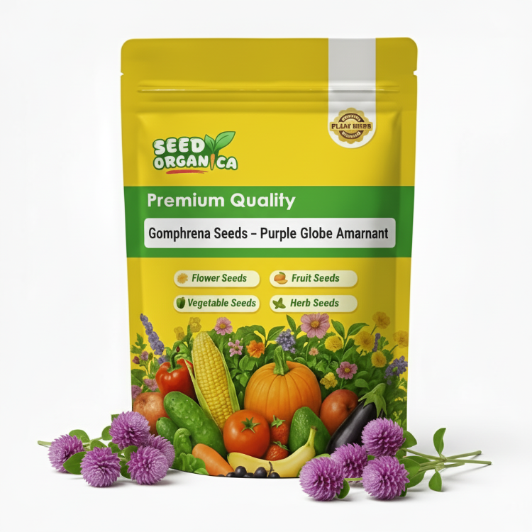 Gomphrena Seeds – Purple Globe Amaranth