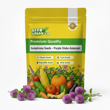 Gomphrena Seeds – Purple Globe Amaranth