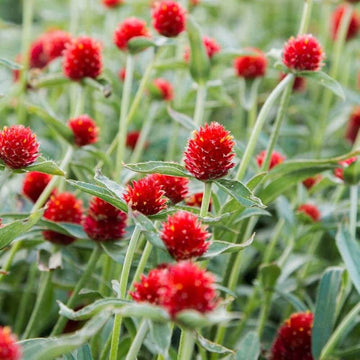 Gomphrena Seeds – Red