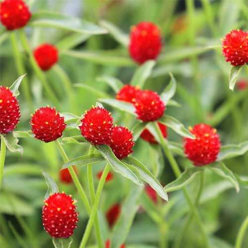 Gomphrena Seeds – Red