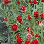 Gomphrena Seeds – Red