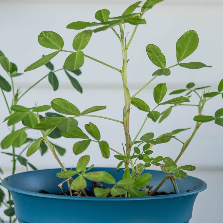 Goober Seeds