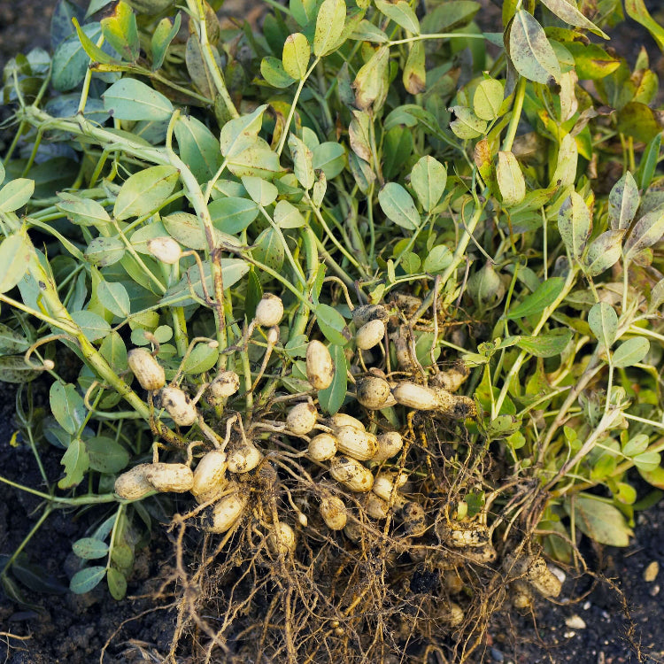 Goober Seeds