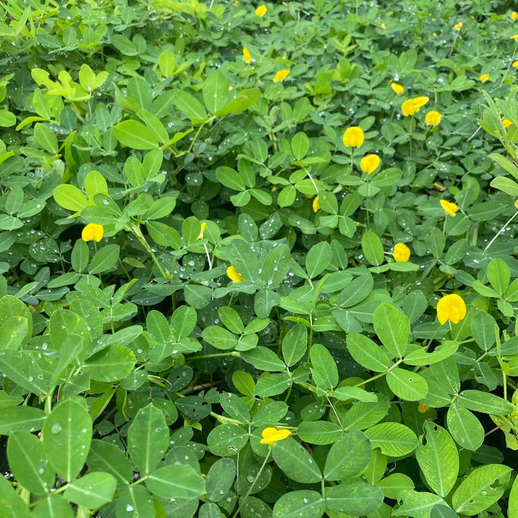 Goober Seeds