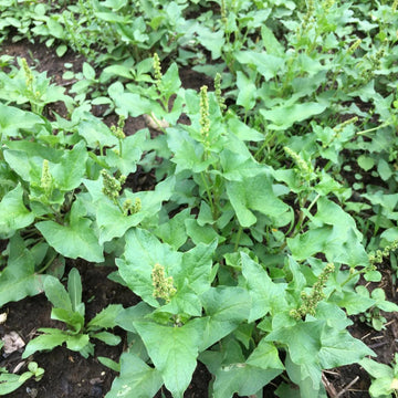 Good King Henry Seeds – Perennial Spinach
