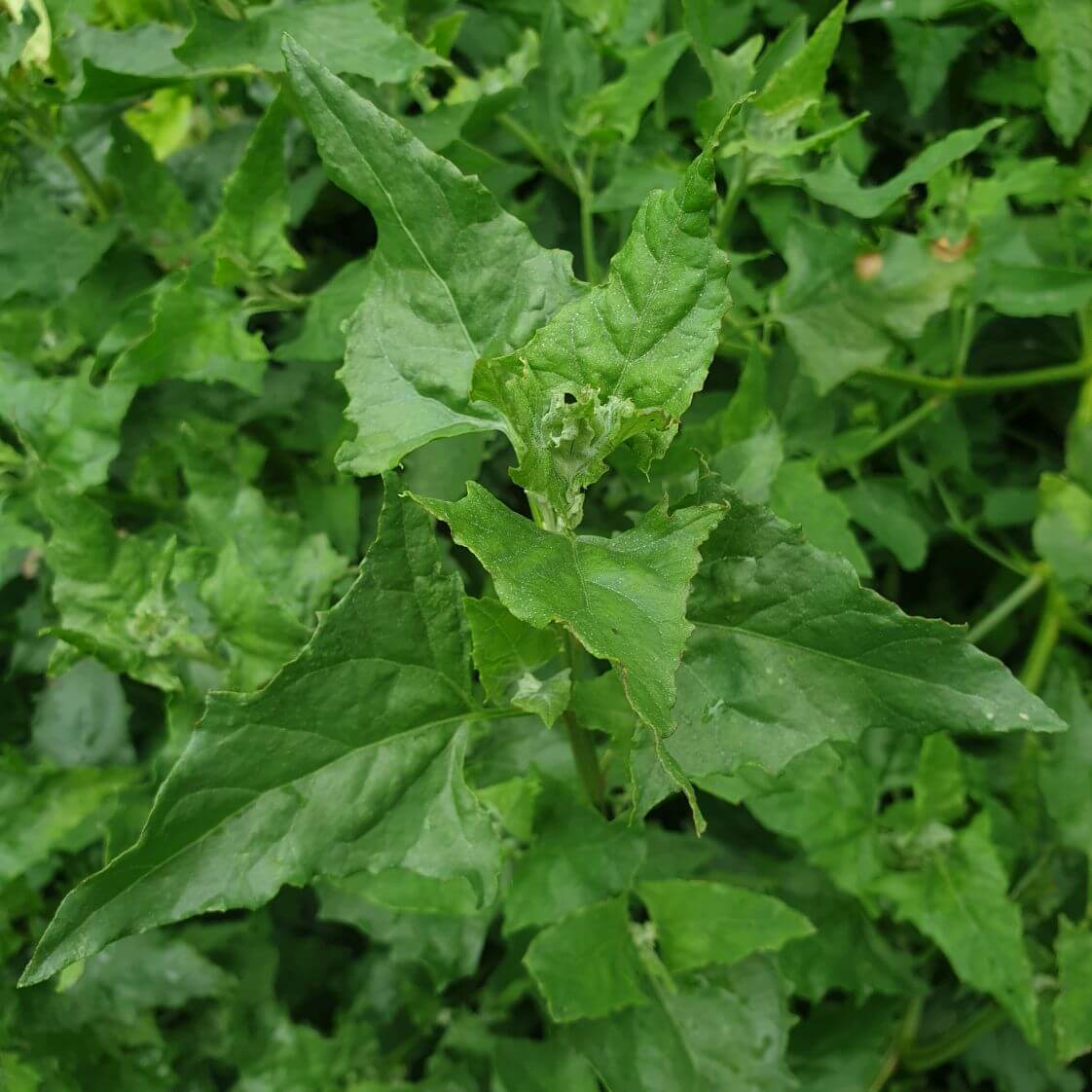 Good King Henry Seeds - Vegetable Plant