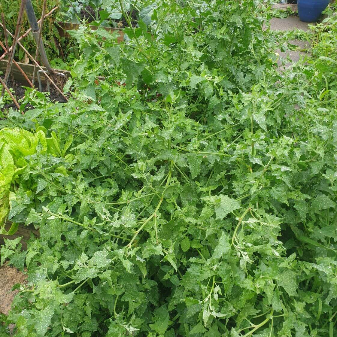 Good King Henry Seeds - Vegetable Plant