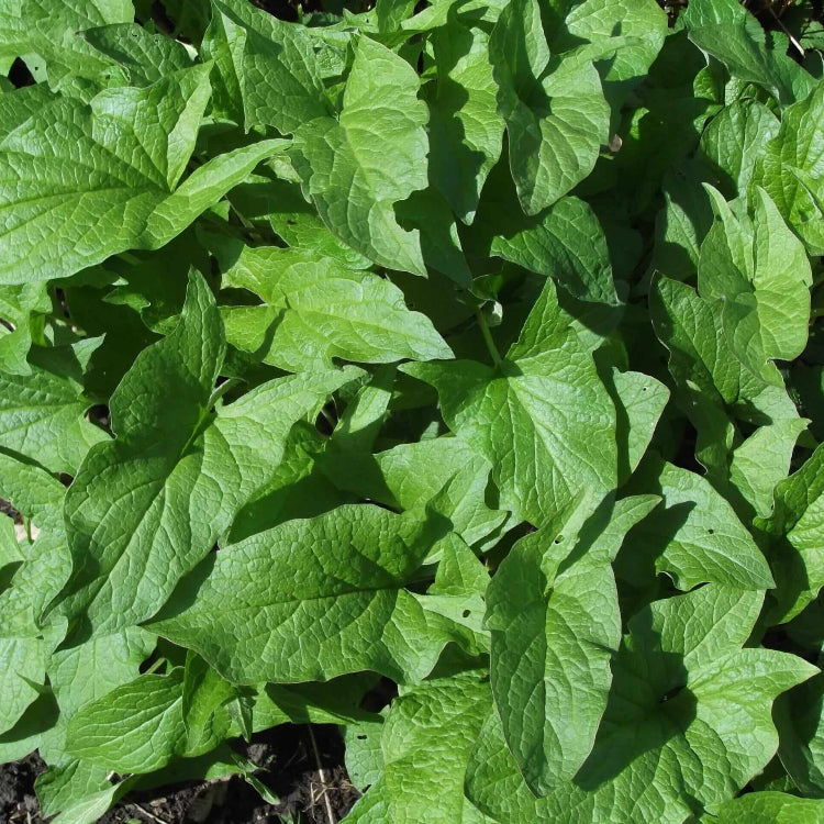 Good King Henry Seeds - Vegetable Plant
