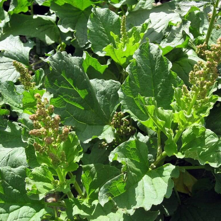 Good King Henry Seeds - Vegetable Plant