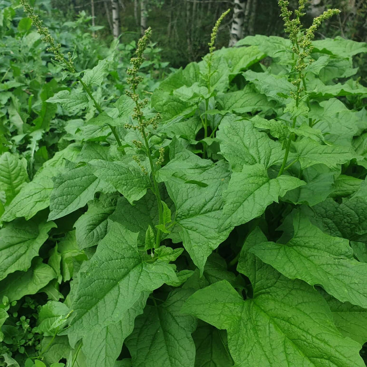 Good King Henry Seeds - Vegetable Plant