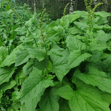 Good King Henry Seeds - Vegetable Plant