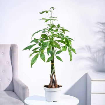 Good Luck Tree Seeds