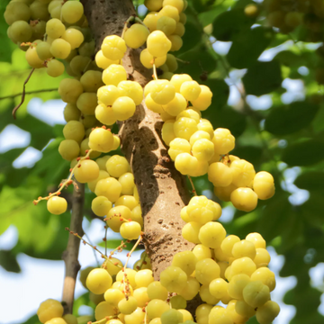 Gooseberry Seeds - Tahitian
