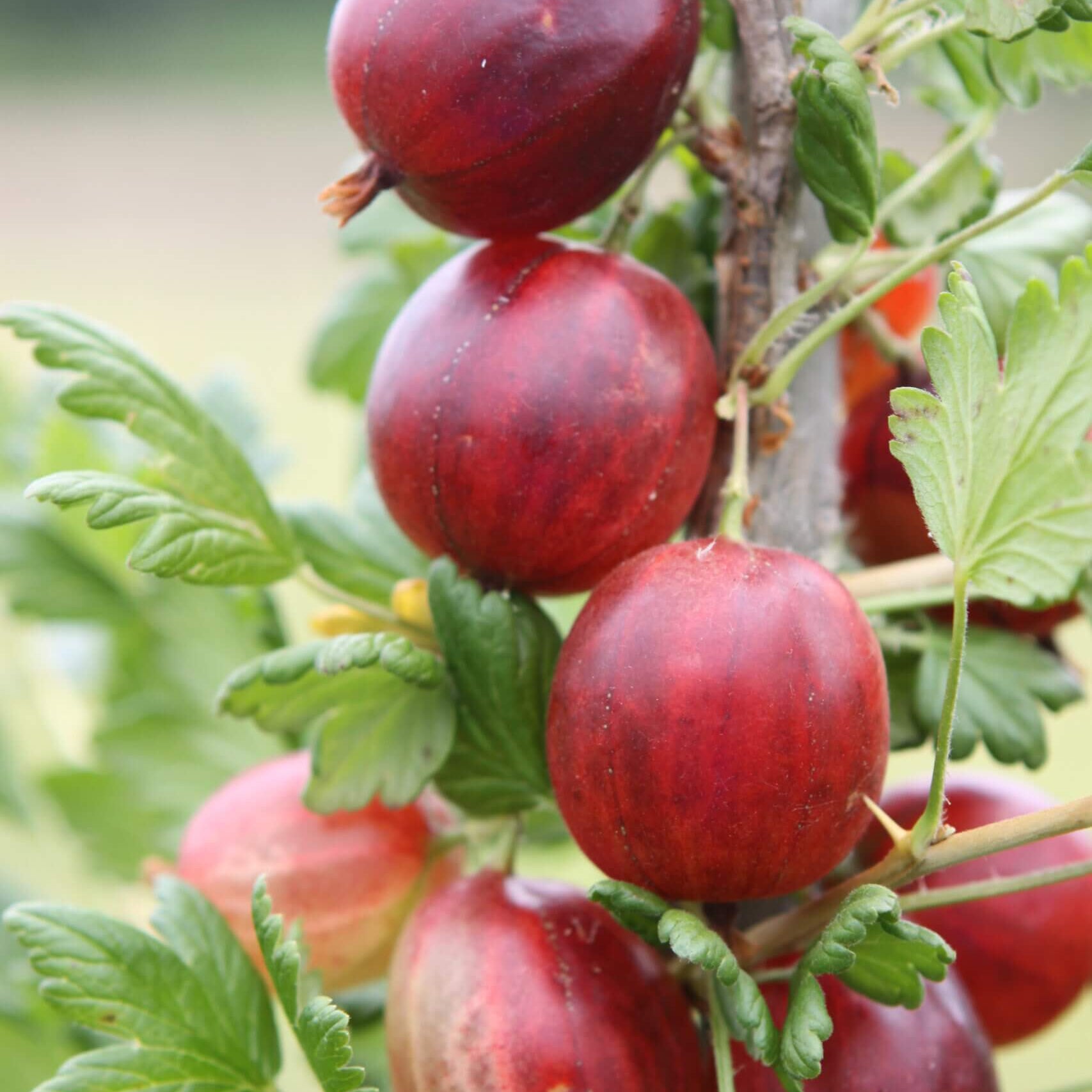 Gooseberry Seeds - Xenia Red