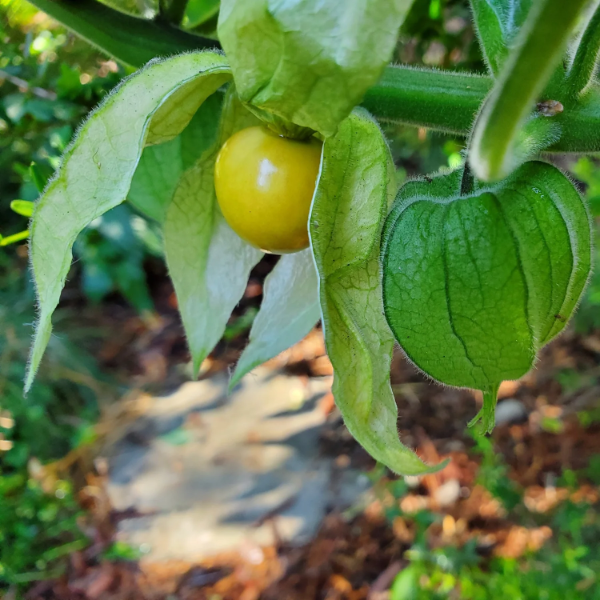 Gooseberry Seeds – Cape
