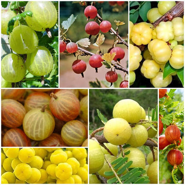 Gooseberry Seeds - All In One For Home Gardens