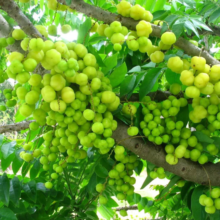 Gooseberry Seeds - All In One For Home Gardens