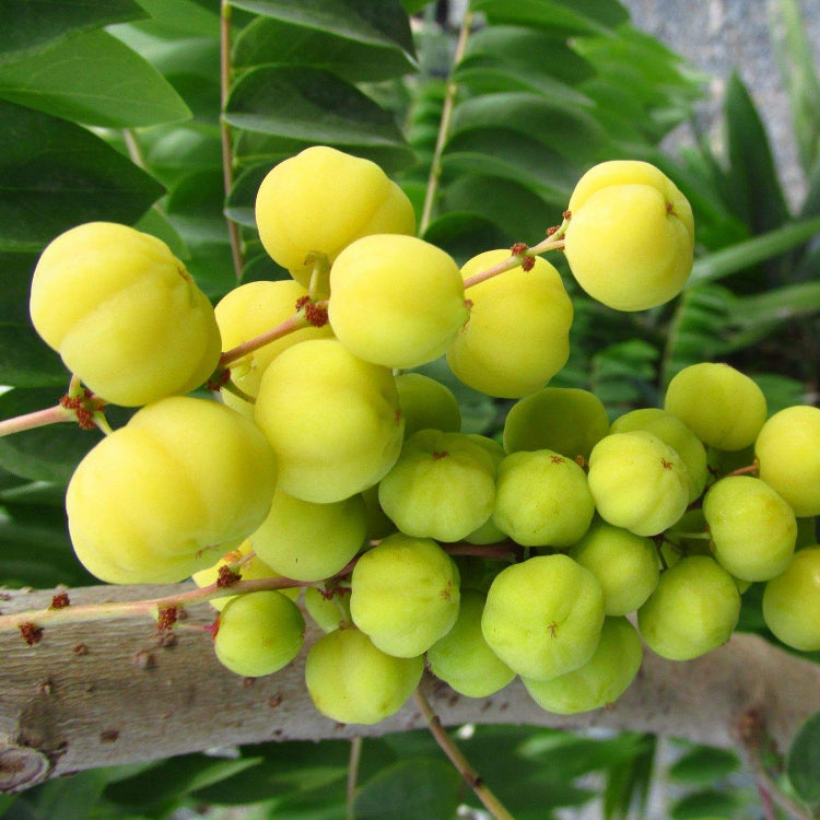 Gooseberry Seeds - All In One For Home Gardens