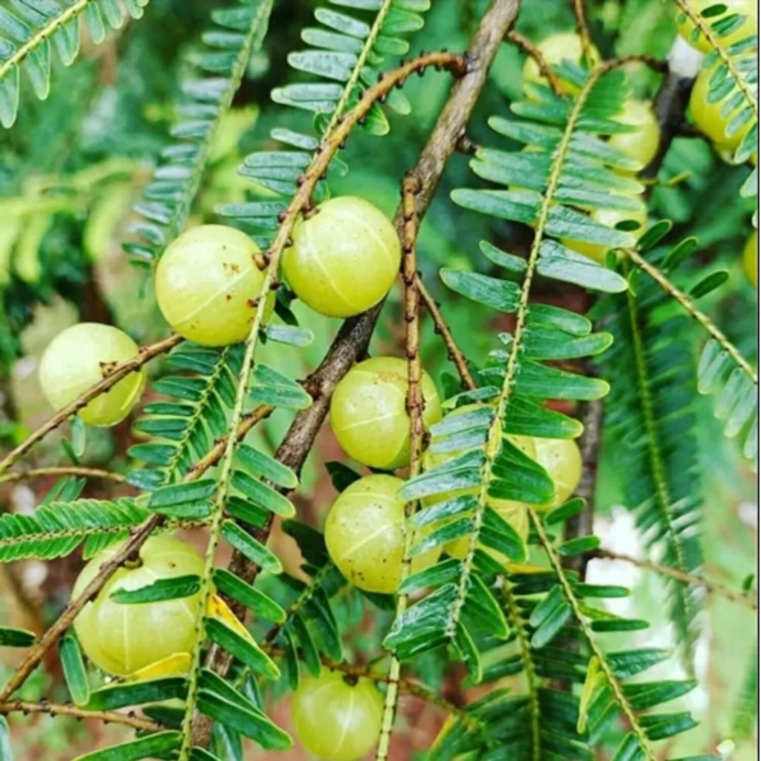 Gooseberry Seeds - All In One For Home Gardens