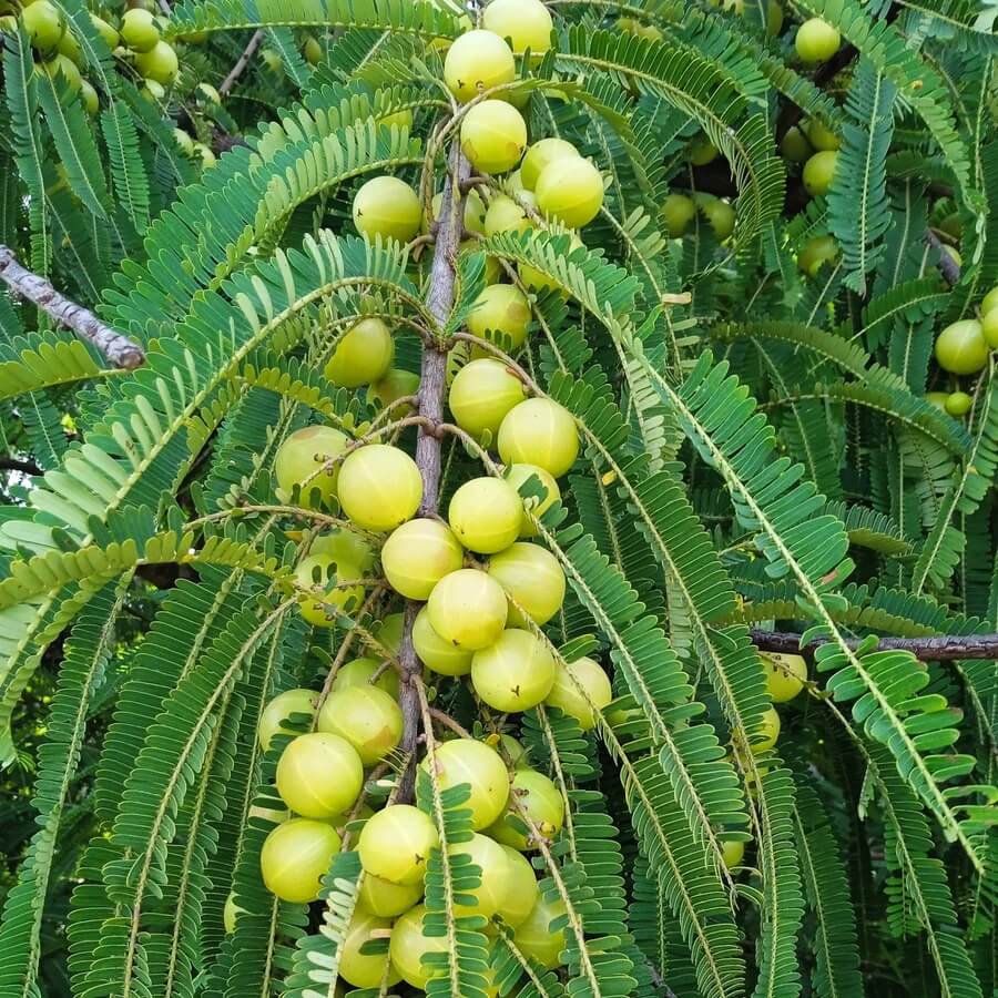 Gooseberry Seeds - All In One For Home Gardens