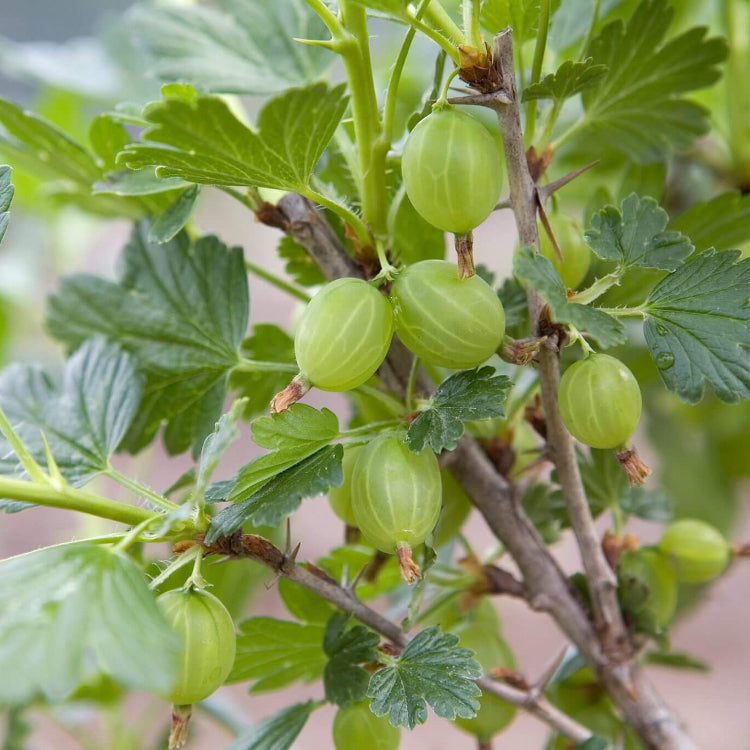 Gooseberry Seeds - All In One For Home Gardens