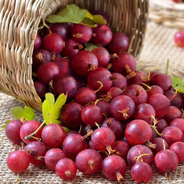 Gooseberry Seeds - Xenia Red