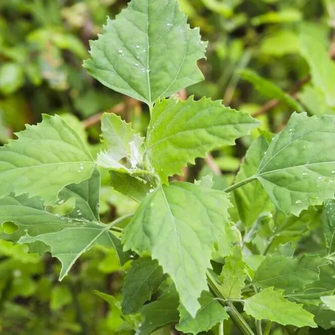 Goosefoot Seeds - Vegetable Plant for Home Gardens