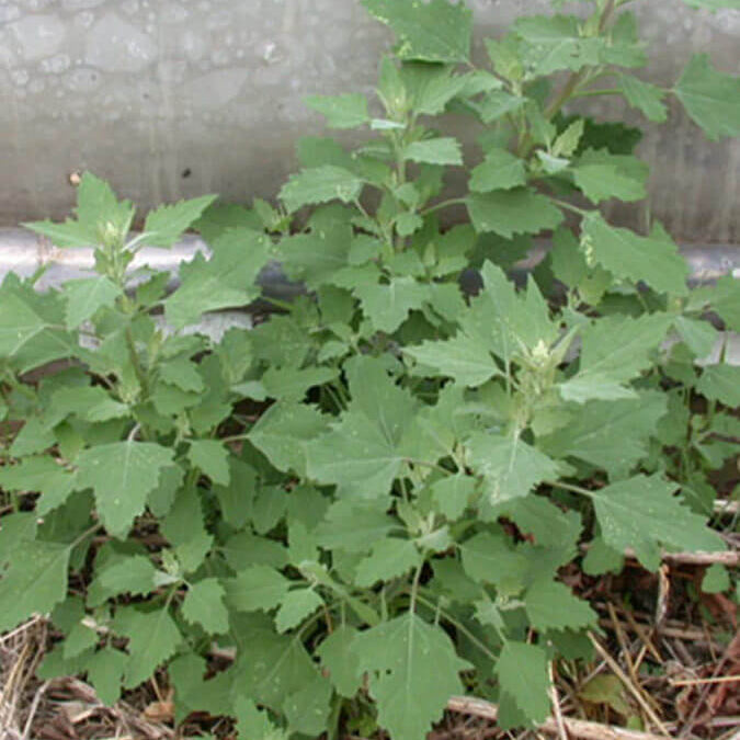 Goosefoot Seeds - Vegetable Plant for Home Gardens