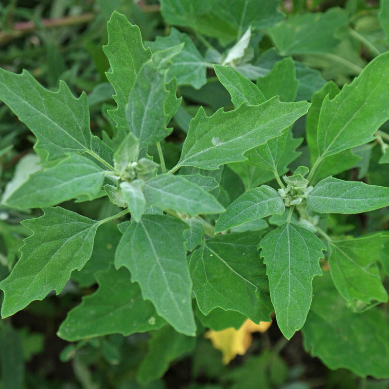 Goosefoot Seeds - Vegetable Plant for Home Gardens