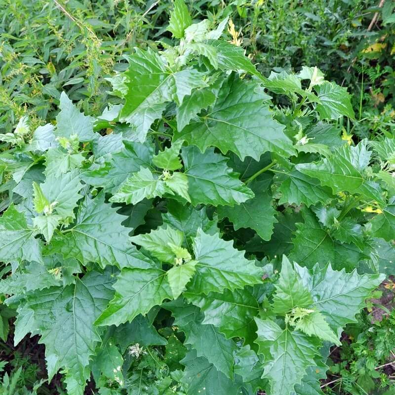 Goosefoot Seeds - Vegetable Plant for Home Gardens