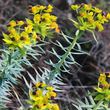 Gopher Purge Seeds - Flower Plant
