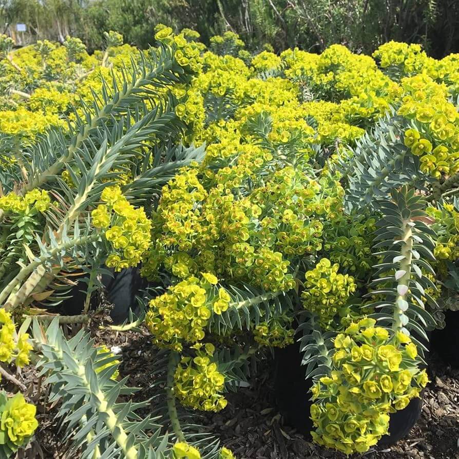Gopher Purge Seeds - Flower Plant