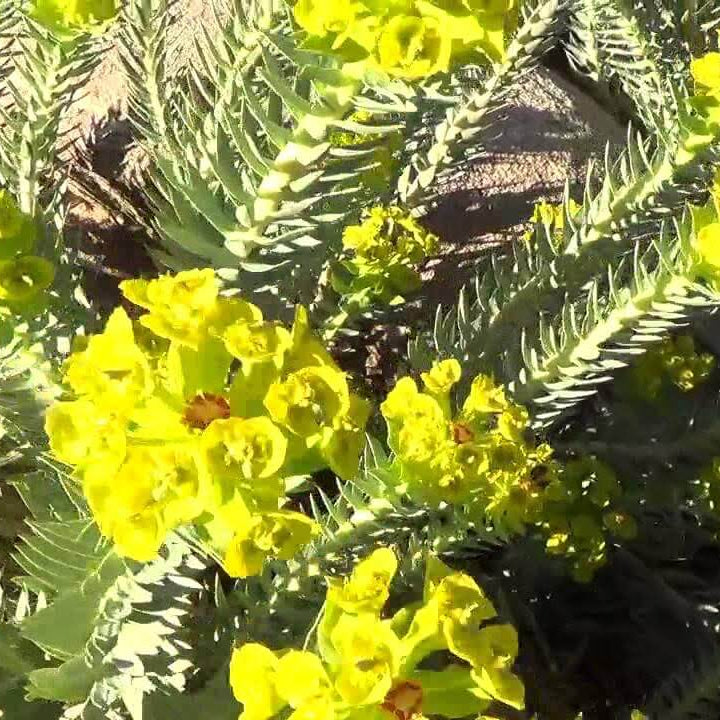 Gopher Purge Seeds - Flower Plant