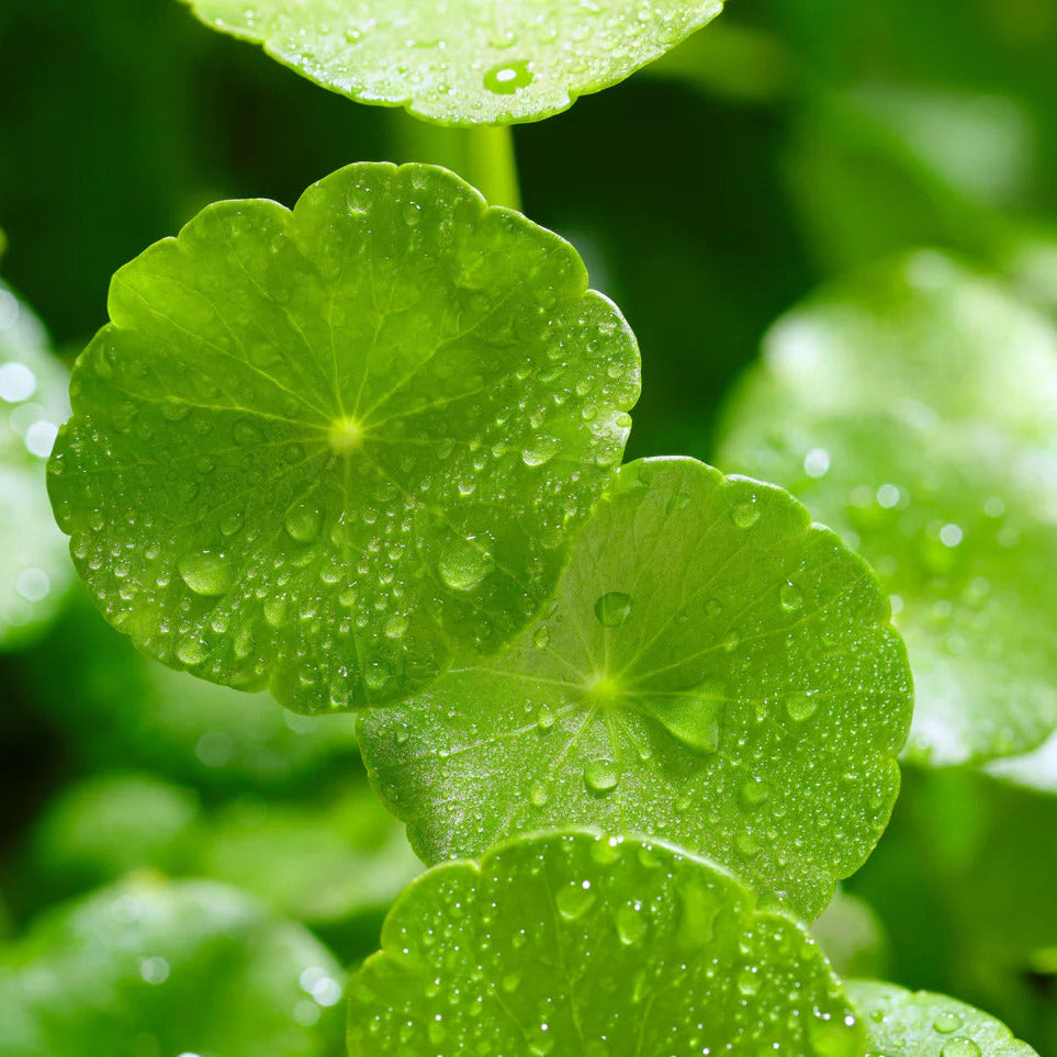 Gotu Kola Seeds – Spadeleaf
