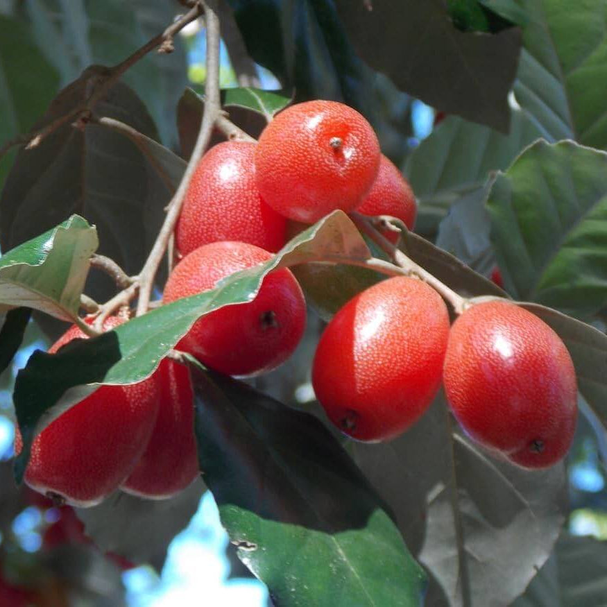 Goumi Berry Seeds for Planting