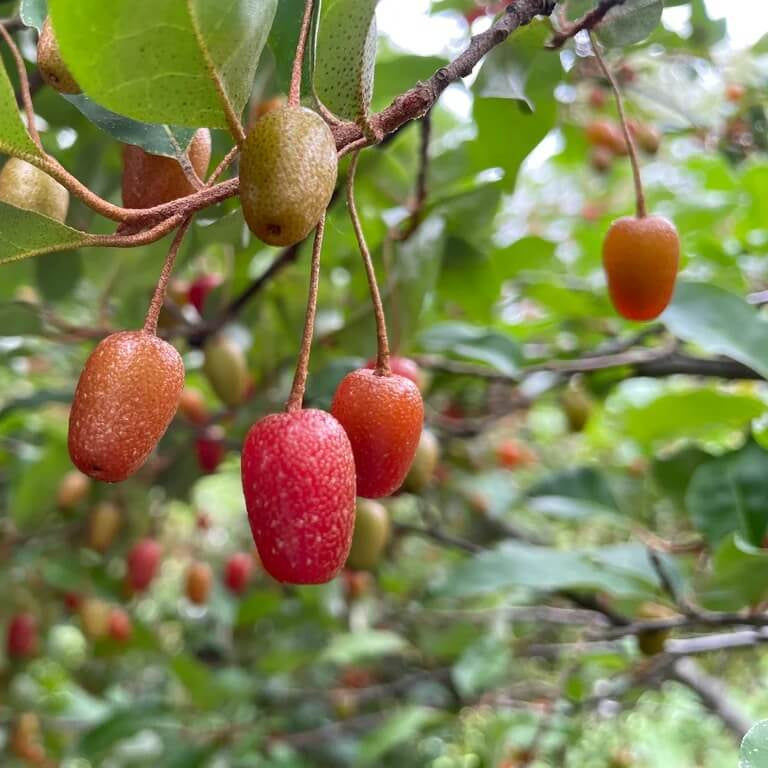 Goumi Berry Seeds for Planting