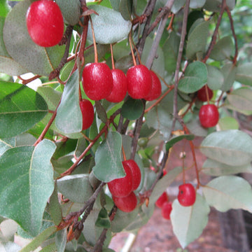 Goumi Bush Seeds