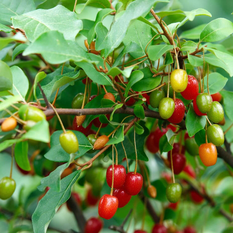 Goumi Bush Seeds