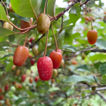 Goumi Bush Seeds